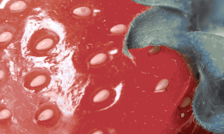 antioxidantes naturales