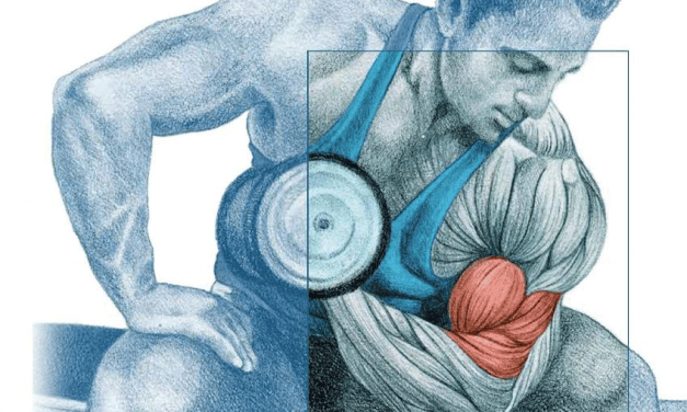 enciclopedia de ejercicios de musculación